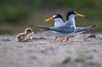 Feeding Time
